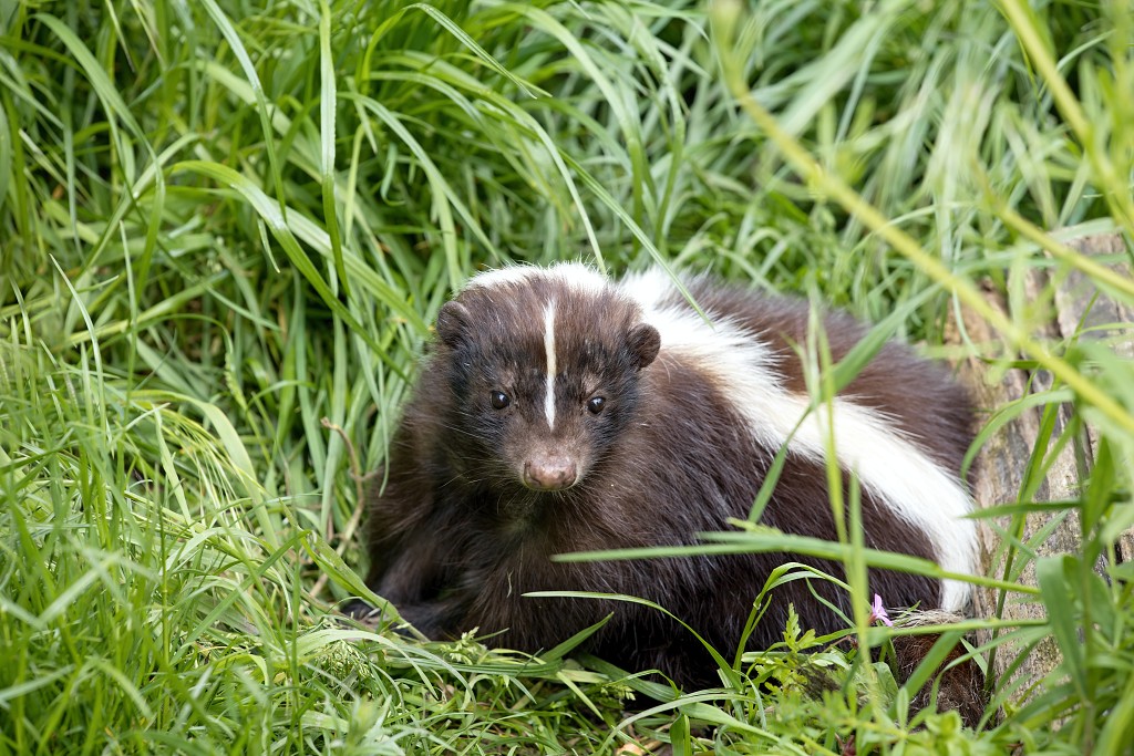 zoogdieren hdr natuur huisdieren zoogdier huisdier mammalia natuurmonumenten staatsbosbeheer zoo dierentuin